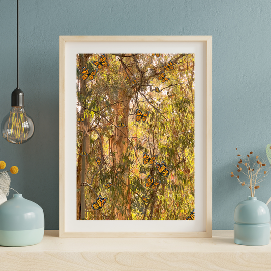 Monarchs at Natural Bridges (close-up)