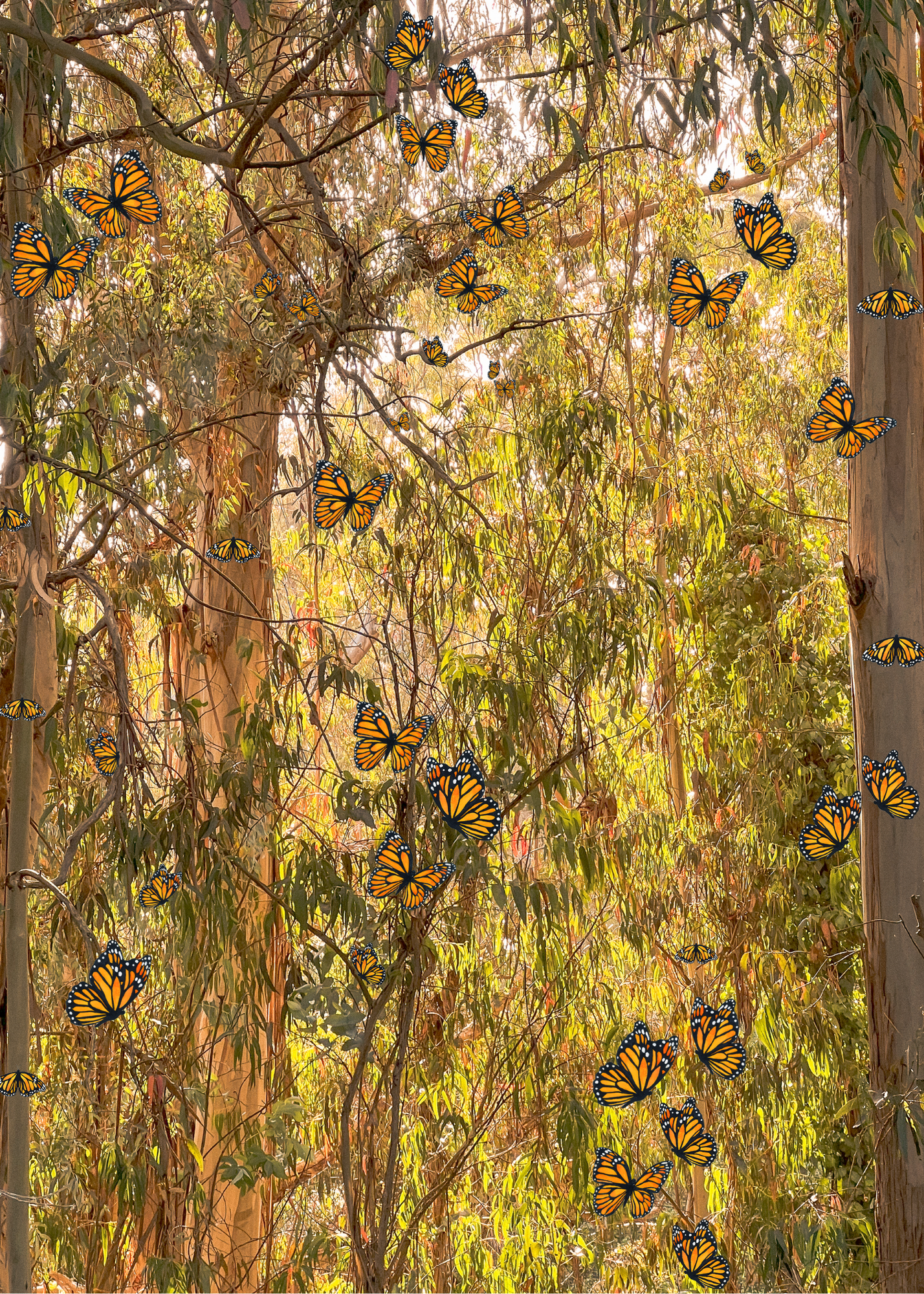 Monarchs at Natural Bridges