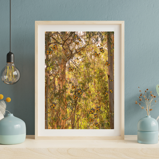 Monarchs at Natural Bridges