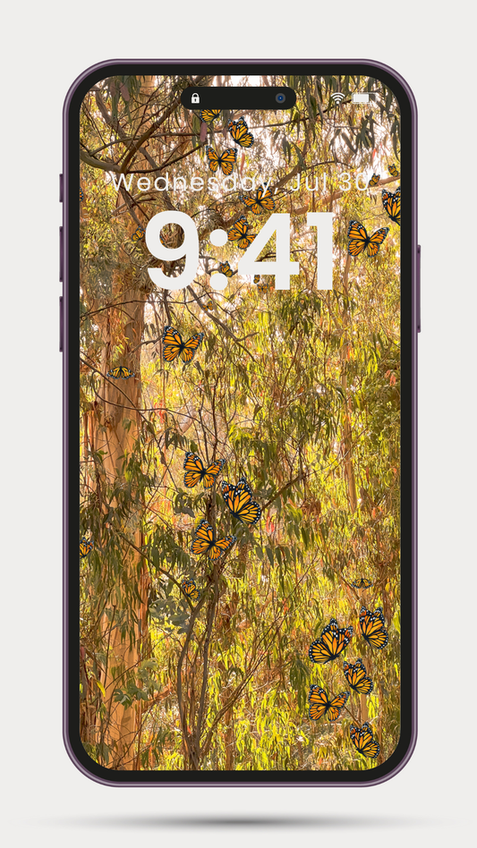 Monarchs at Natural Bridges Wallpaper