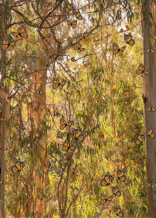 Monarchs at Natural Bridges