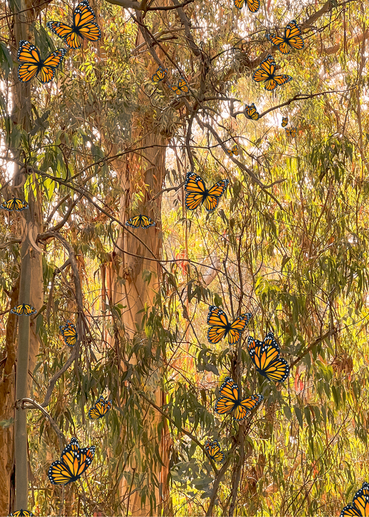 Monarchs at Natural Bridges (close-up)