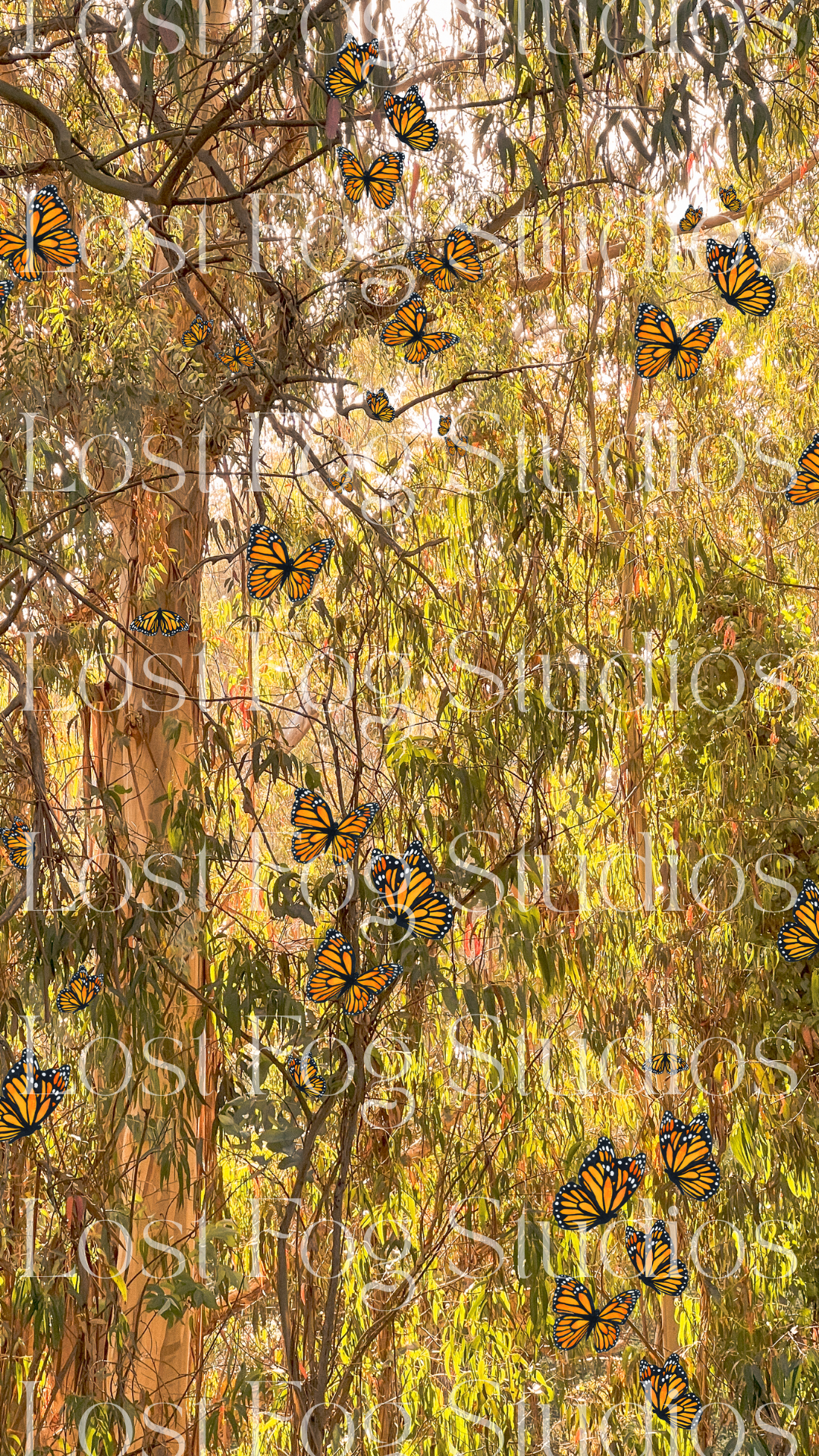 Monarchs at Natural Bridges Wallpaper
