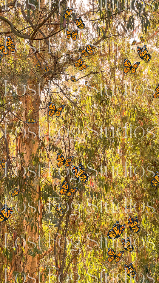 Monarchs at Natural Bridges Wallpaper